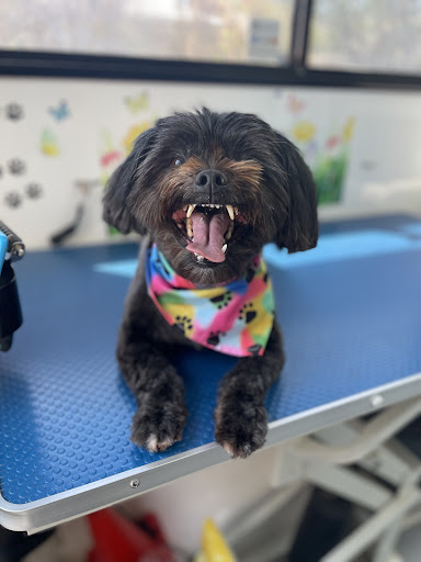Dash DogWash Golden Beach - Thumbnail