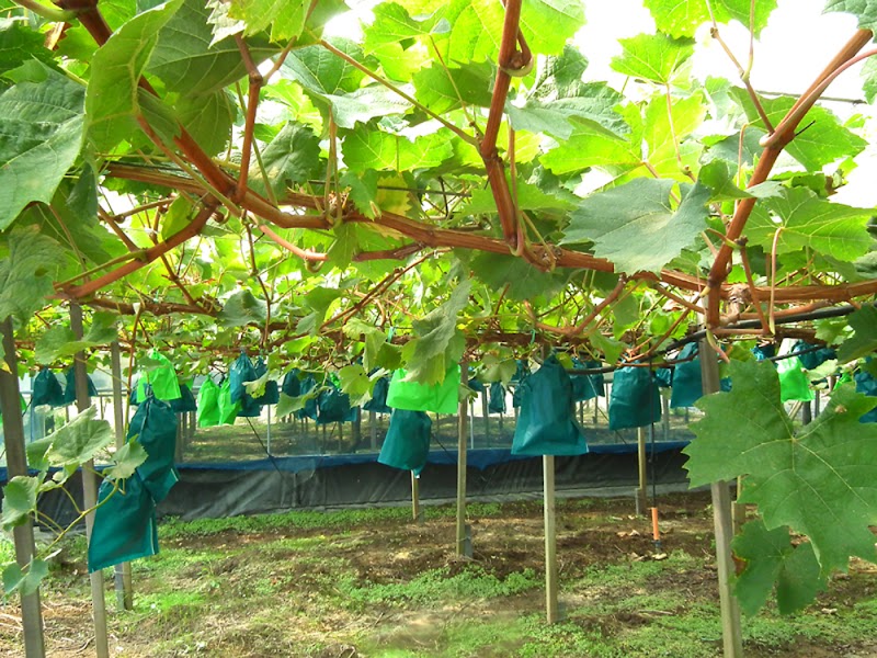 岡山フルーツ農園 シャインマスカット狩り