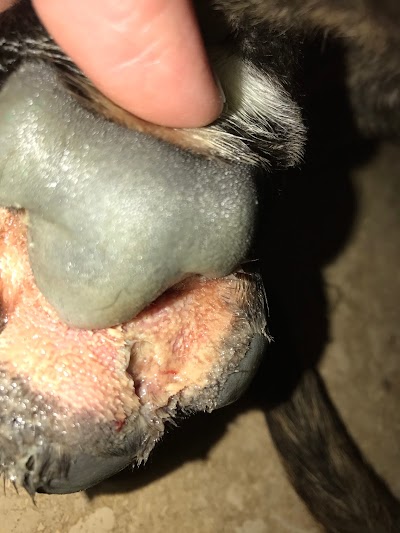 Photos of Wilson Veterinary Hospital