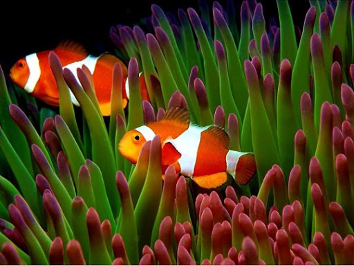 DEB Aquatic Concierge - Visual