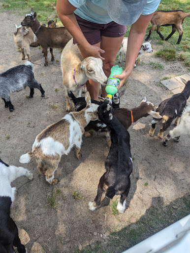 Goat Joy - Thumbnail