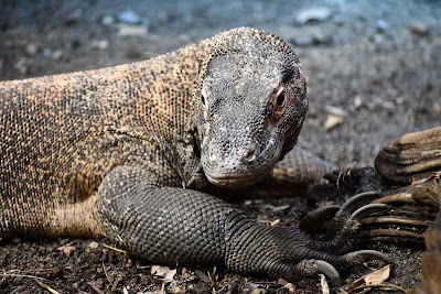 Woodland Park Zoo