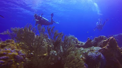 Photos of Dive Life