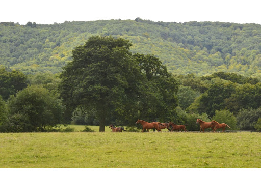 Westerlands - Visual