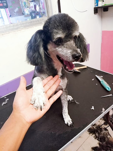 B.D. Pet's Health Center