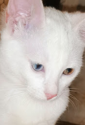 Photo n°14 de Domaine de Shiva à Brasparts (Ferme d'élevage)