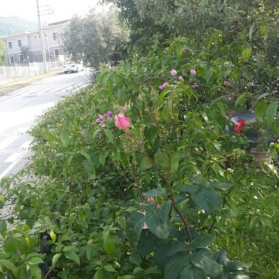 Zeytin Tepe Konakları