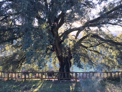 Árbol singular - El ”Alcornoque del Venero” - Thumbnail