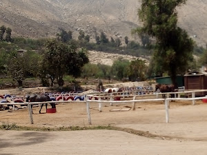 Paseo a Caballo | Club Ricardo Palma | Club de la Marina de Guerra | 986911014 4