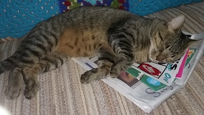 Photos of Browns Bridge Animal Hospital