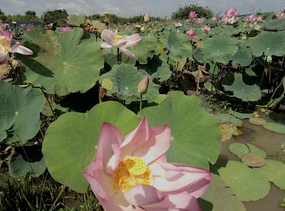 Photos of Toul Baray Andet