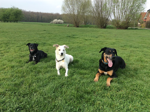Britta Heitmann Hundephysiotherapie und Verhaltenstraining - Thumbnail