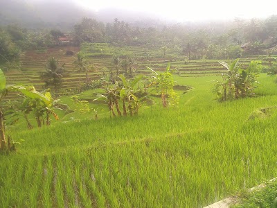 Photos of lapangan desa kalikesur