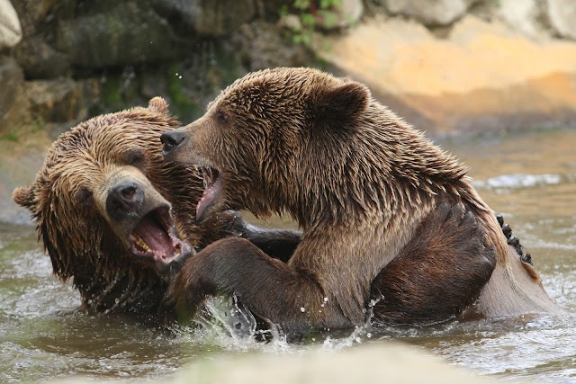 The Zoo of Pistoia