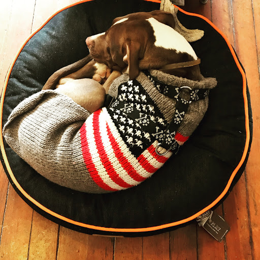 For the Love of Dog - Thumbnail