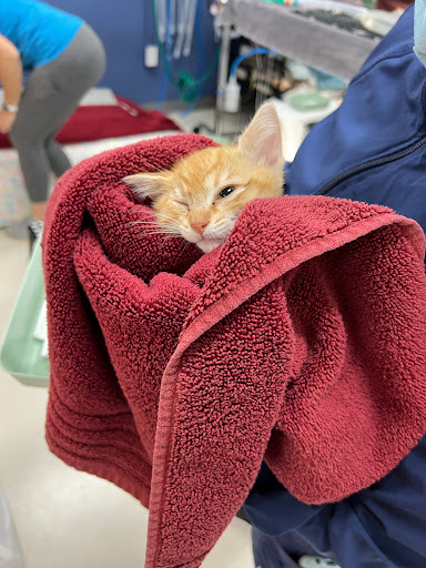 Valley Humane Society's Phil Scholz Veterinary Surgery Center Gallery - United States