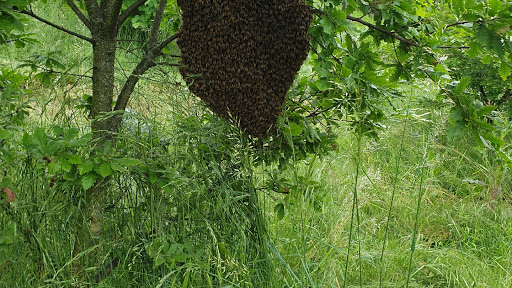Apicoltura Turato Graziano - Thumbnail