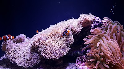 Seattle Aquarium