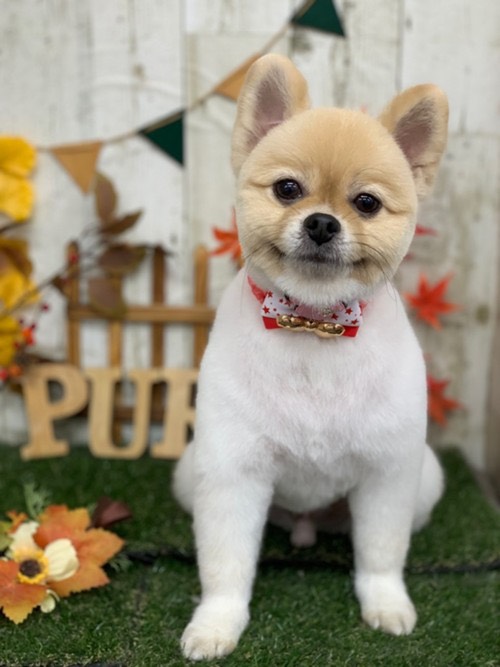 ドッグサロン pure(ピュア) 連島本店