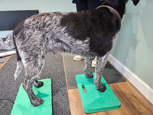 Gina cook veterinary physiotherapy - Thumbnail
