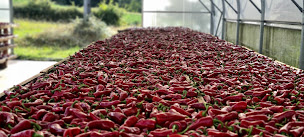 Photo n°20 de Biperenia à Espelette (Ferme bio)