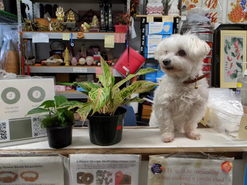 Qideas Plant Shop by null
