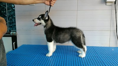 pet-store