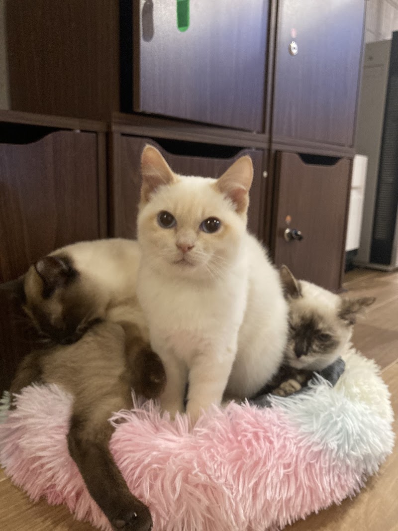 猫カフェ 猫販売 TOYBOBMANIA