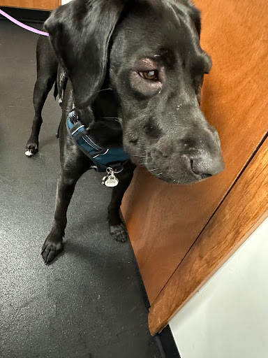 Pine Grove Animal Clinic - Thumbnail
