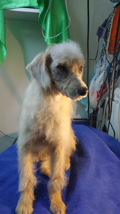 Photos of Veterinaria Animal Live