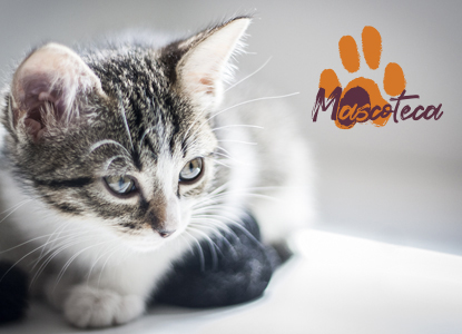 Mascoteca - Visual