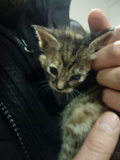 Ambulatorio Veterinario Ceppa Luciano - Thumbnail