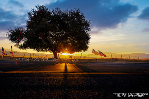The Patriot Tree - Thumbnail