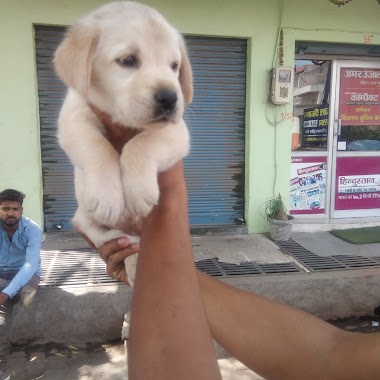 Punjab Pets Junction, Author: Charm Kennel Agra Call 96399-83601