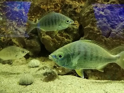 Photos of Museo Mundo Marino