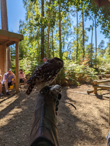 Falconry Centre - Visual