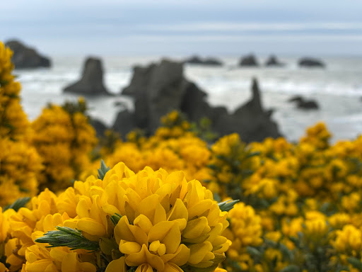 Umpqua Studios - Visual