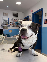 Photo n°6 de Clinique Vétérinaire Etoile - Dr Virginia Rossi à Cannes (Clinique vétérinaire)
