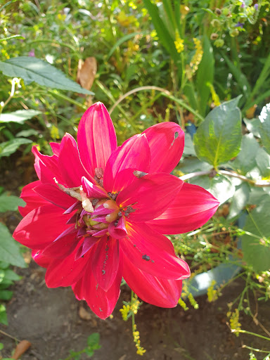 Arentsburgh Allotments - Thumbnail