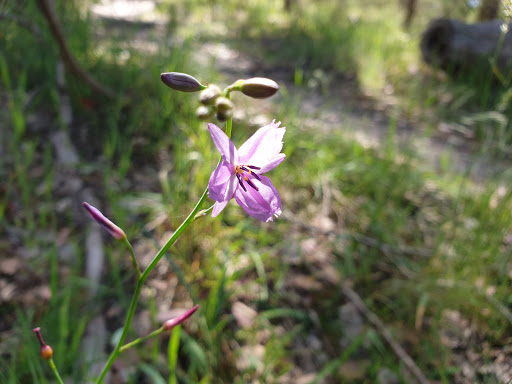 Felix Borsari Wildflower Walk - Thumbnail
