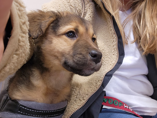 Gloucester Veterinary Hospital