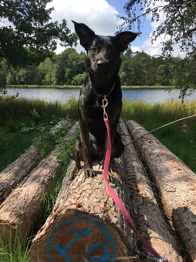 Dogs holiday - Thumbnail
