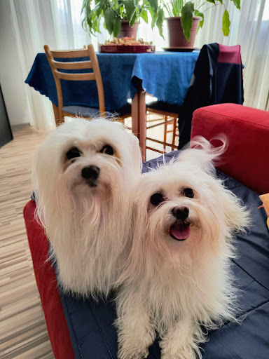 Pepita Toelettatura e Benessere Gallery - Italy