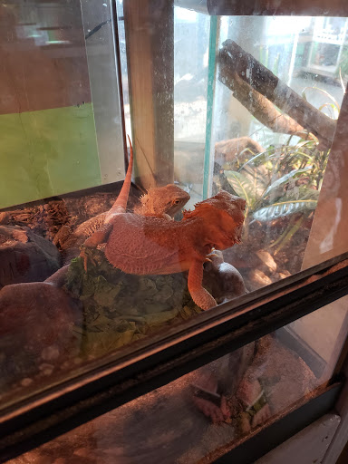 Fizards Aquatics & Exotics