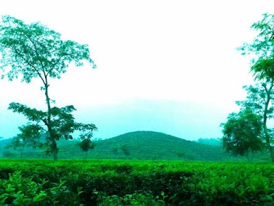 Photos of Mazdehee Tea Estate