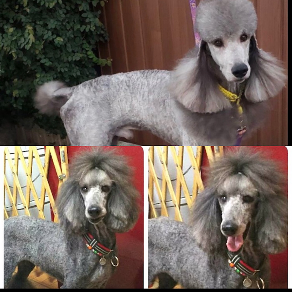 スタンダードプードル専門 フランソワ王国