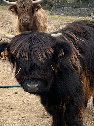 Photo n°9 de Elevage vaches Highland Otchoa Des Rives à Liouc (Ferme d'élevage)