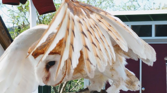 Ojai Raptor Center