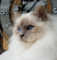 Photo n°2 de Elevage Sacré de Birmanie à Orbec (Éleveur)