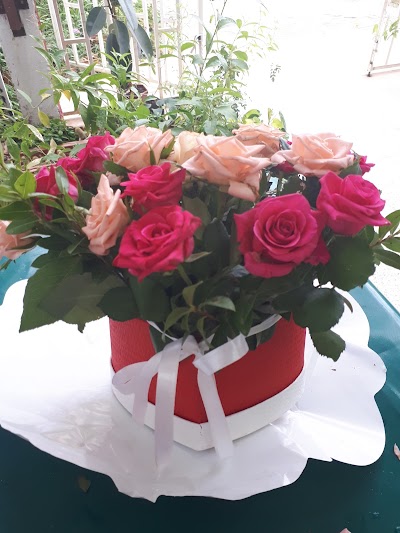 Photos of Fleuriste (Mimosa Flowers)
